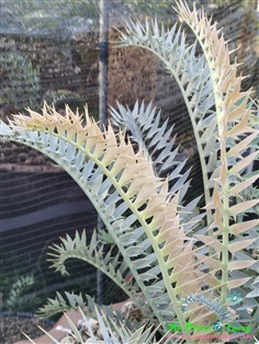 ปรง Encephalartos horridus (Mr.Prince Farm)
