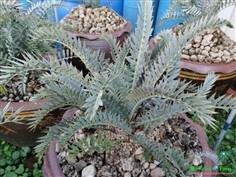 ปรง Encephalartos horridus high quality (original,purebred)