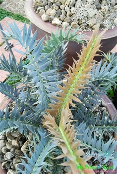 ปรง Encephalartos horridus (Mr.Prince Farm)