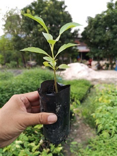 ชมพูพันธุ์ทิพย์ | กลุ่มเพาะพันธุ์กล้าไม้สกลนคร - โคกศรีสุพรรณ สกลนคร