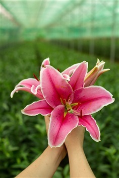ดอกลิลลี่สีชมพู Pink Lilies
