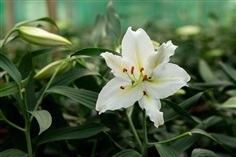 ดอกลิลลี่สีขาว White Lilies