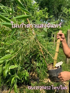 ไผ่เก้าดาวแสงจันทร์ แยกกอใหญ่ | แบมบูกรีน - เมืองน่าน น่าน