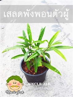 เสลดพังพอนตัวผู้ แก้เริม งูสวัด พร้อมปลูก | Uncle Jak   - หนองแขม กรุงเทพมหานคร