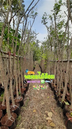 ปีบเงิน 1.5"(นิ้วครึ่ง) สูง2.5เมตร