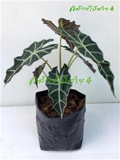 ต้นแก้วสารพัดนึก (Alocasia) ไม้มงคล ขนาดความสูง 42 ซม. 