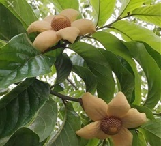  #กล้วยหมูสังสีนวล เป็นไม้ดอกหอมโบราณหายากไม้เลื้อยดอกสวย | Drenglish Garden มหาสารคาม - กันทรวิชัย มหาสารคาม