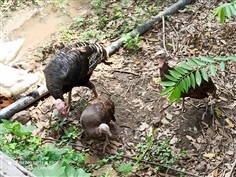 ไก่งวง | บ้านสวนสรรพยา - สรรพยา ชัยนาท