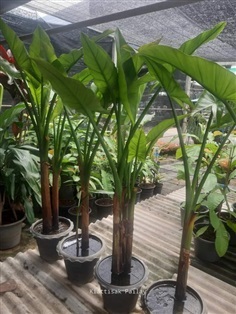 กล้วยน้ำบราซิล - Typhonodorum lindleyanum (กทม)  | Kiattisak Pailay - บางกอกน้อย กรุงเทพมหานคร