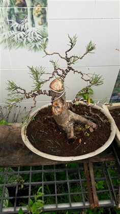 บอนไซสนประดิพัทธ์ | noodeegarden treetree - สามพราน นครปฐม