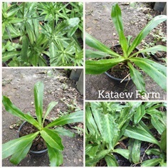 ผักชีฝรั่ง 