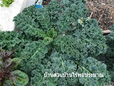 เมล็ดพันธุ์ผักคะน้าใบหยิก(เคล/Kale)