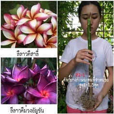 ลีลาวดีสีสวยแปลก (รหัสP2-1)