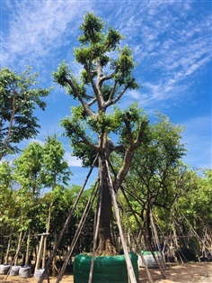 ต้นมั่งมี