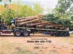จำหน่ายต้นมะพร้าว | FamPalm By U - เมืองกาญจนบุรี กาญจนบุรี