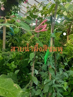 สายน้ำผึ้งสีชมพู | ไก่ฟ้าการ์เด้น -  นนทบุรี