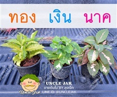 ใบเงิน ใบทอง ใบนาค