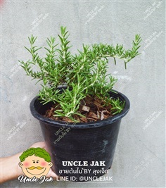 โรสแมรี่เลื้อย  | Uncle Jak   - หนองแขม กรุงเทพมหานคร