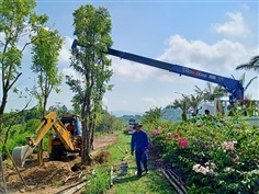 บริการขุดย้ายต้นไม้