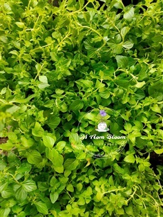 Calamint