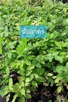 ต้นสาธร | โชค พันธุ์ไม้ - เมืองปราจีนบุรี ปราจีนบุรี