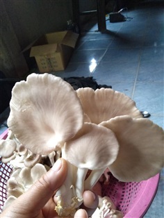 เห็ดนางฟ้าภูฐาน