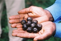 Black plum vitex doniana
