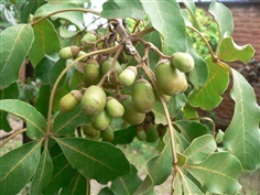 Black plum vitex doniana