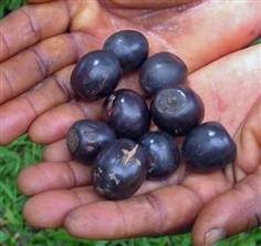 Black plum vitex doniana