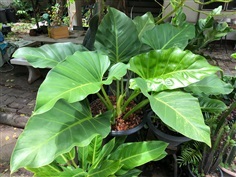 Domesticum  Philodendron