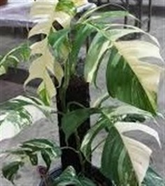 Epipremnum pinnatum albo variegated