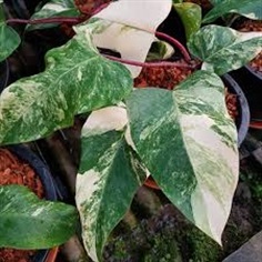 Red Emerald Variegated