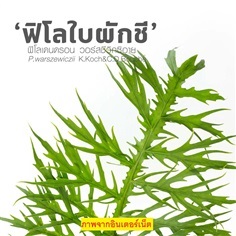 Warszewiczii K.Koch&C.D.Bouche’ ใบผักชี | ธีรดาการ์เด้น - บางปะหัน พระนครศรีอยุธยา