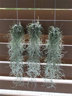 ไม้มหัศจรรย์ เคราฤาษี กรองฝุ่นpm2.5   Spanish moss   | เจซีฟาร์ม - เวียงชัย เชียงราย