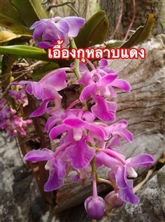 เอื้อง กุหลาบแดง | นำชัย พรรณไม้ป่า+สมุนไพรหายาก - กุมภวาปี อุดรธานี