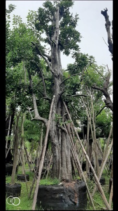 มะพลับ | สวน ทับทิม การ์เด้นท์ - แก่งคอย สระบุรี