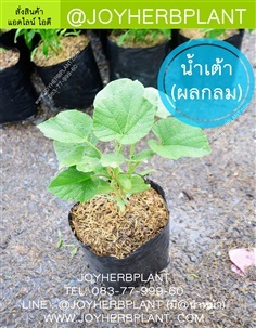 ต้นน้ำเต้า (กินผล) และต้นผักสวนครัวขายปลีก-ส่ง จัดส่งทั่วไทย