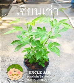 เซียงเช่า เซียนเช่า ต้นพรหมจรรย์ ไม้มงคล | Uncle Jak   - หนองแขม กรุงเทพมหานคร