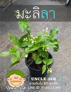 มะลิลา | Uncle Jak   - หนองแขม กรุงเทพมหานคร