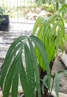 Amydrium zippelianum-ฟิโลมือเสือ