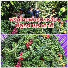 ต้นกล้าพริกไทย สายพันธุ์ปะเหลียน ส่งเก็บเงินปลายทาง