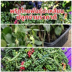 ต้นพันธุ์พริกไทย สายพันธุ์ปะเหลียน ส่งเก็บเงินปลายทาง