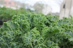 ผักเคล (kale) อินทรีย์