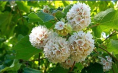 #พุดตานญี่ปุ่นสีขาว ดอกสวยและมีกลิ่นหอม เป็นไม้พุ่ม 