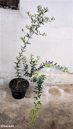 Olive tree  | MAomblooms - แม่เมาะ ลำปาง