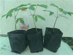 ต้นกล้าคาราย่ากั้ม(Sterculia versicolor)