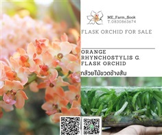 จำหน่ายกล้วยไม้ขวด ช้างส้ม ช้างเเดง ช้างพลาย ช้างเผือก  | Flask Orchids 4 Sale - ห้วยกระเจา กาญจนบุรี