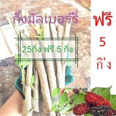 กิ่งมัลเบอร์รี่กิ่งหม่อน พันธุ์ กำแพงแสน 1 มัด 25 กิ่ง 