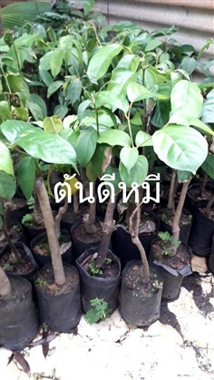 ต้นดีหมี