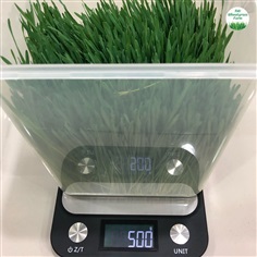 ต้นอ่อนข้าวสาลี 500 g. | PAI Wheatgrass Farm - บางกะปิ กรุงเทพมหานคร